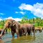 Pinnawala Elephant Orphanage