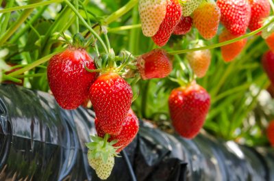 Strawberries being grown