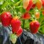 Strawberries being grown
