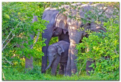 Kumana National Park