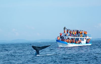 Mirissa Whale Watching